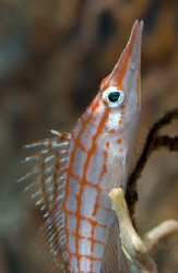 Longnose hawkfish with the 150mm macro lens. by Dray Van Beeck 